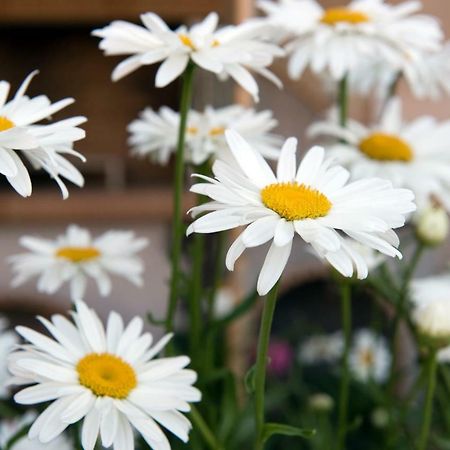 Girasole Villa Limni  Eksteriør billede